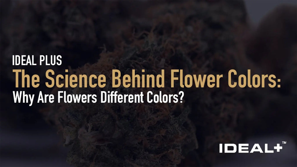 The Science Behind Flower Colors
