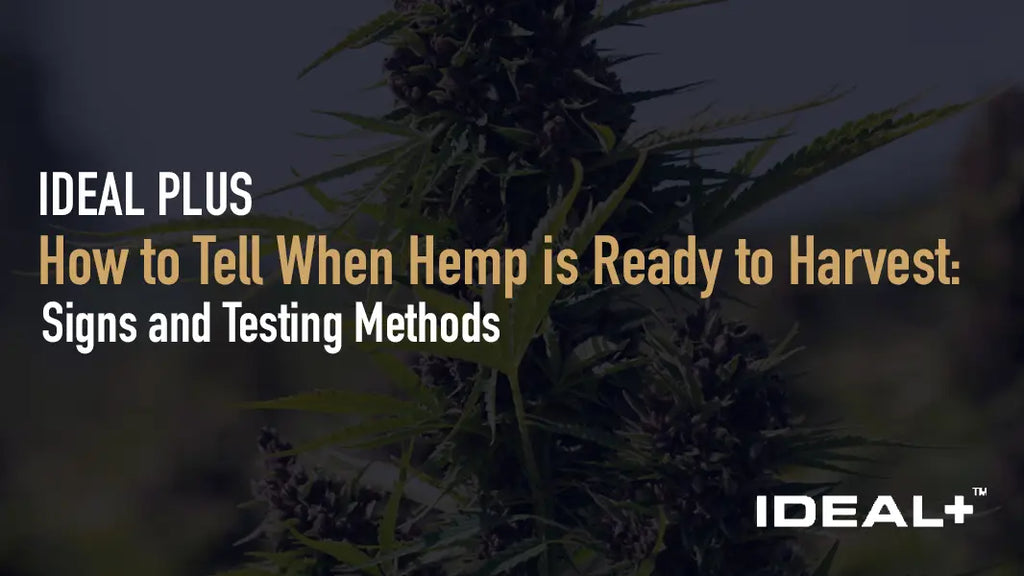 How to Tell When Hemp is Ready to Harvest