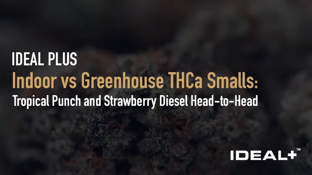 Indoor vs Greenhouse THCa Smalls