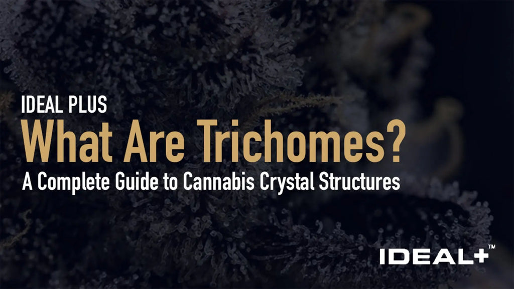 What Are Trichomes?