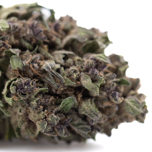 Purple Daiquiri THCa Hemp Flower Greenhouse