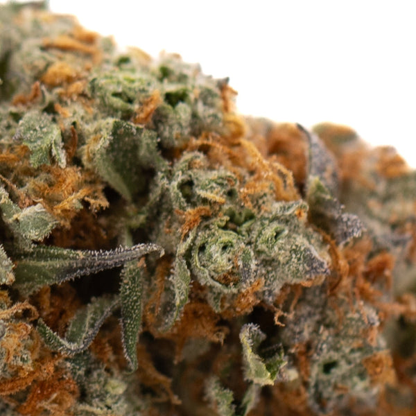 Close-up of Frosted Flakes THCa Flower hemp flower with vibrant green, orange pistils, and trichomes