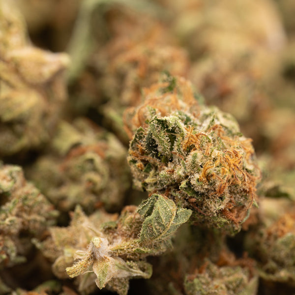 Garlic Cookies THCa Hemp Flower Greenhouse Smalls - Plants