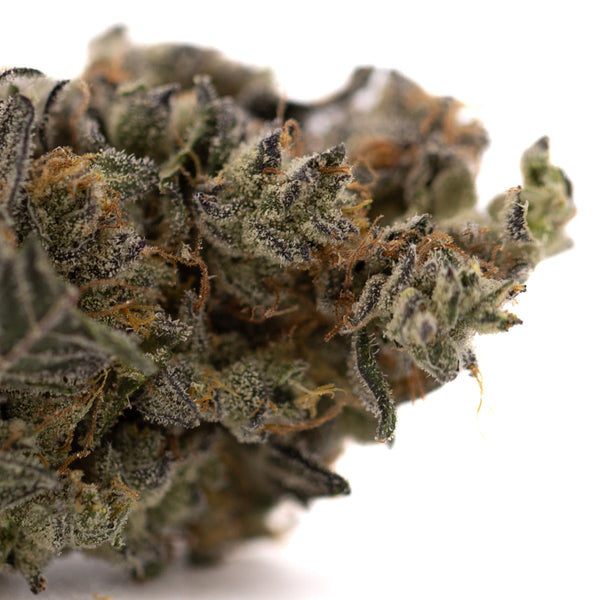 Dense cannabis bud with trichomes from Gary Payton THCA flower wholesale, premium gary payton’s product