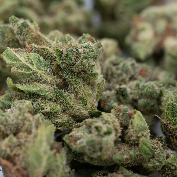 Close-up of Ghost OG THCa Hemp Flower Wholesale Smalls with trichomes and orange hairs