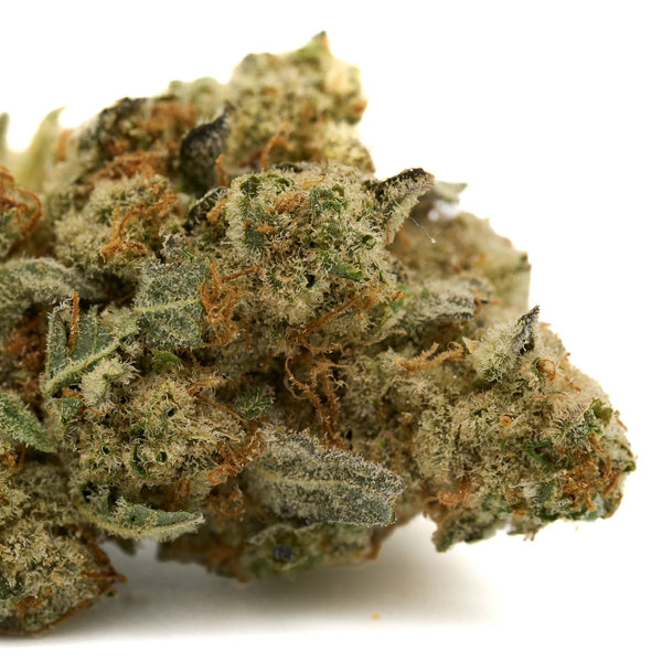 Dense Grizzly Gas Indoor THCa Flower showcasing trichomes and rich texture