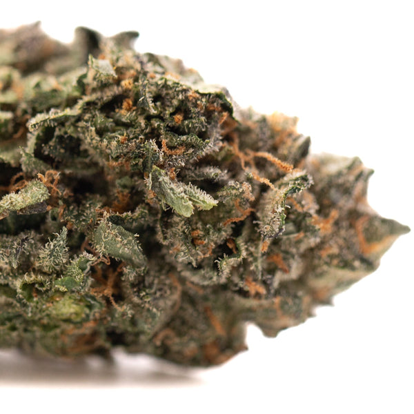 Dense cannabis bud from Pressure #2 Indoor THCa Flower showcasing premium indoor thca hemp flower