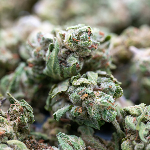 Zweet Insanity THCa Hemp Flower Smalls - Plants